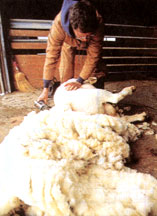 A sheared sheep.